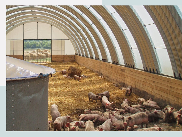 Строительство свинарников в Салехарде